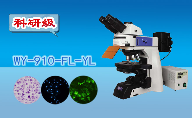 荧光免费看片软件下载不适合观察活细胞，对吗？